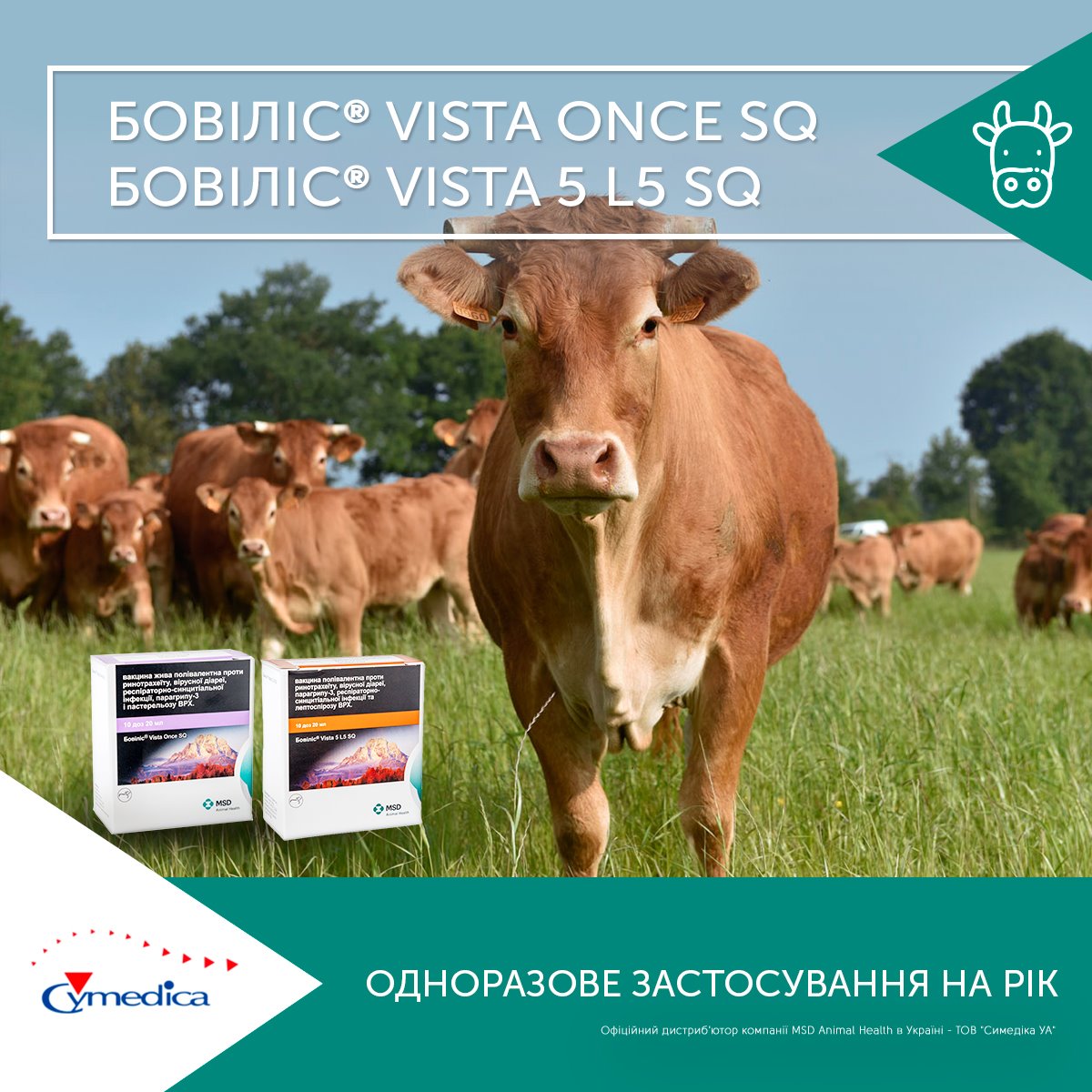 Одноразове застосування на рік – вакцинація корів