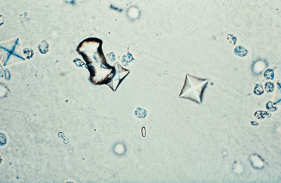 2023 04 20 04 06 35 herriot 36.indd clanek c.22 nove herriot c.36 problematika mocovych kamenu u