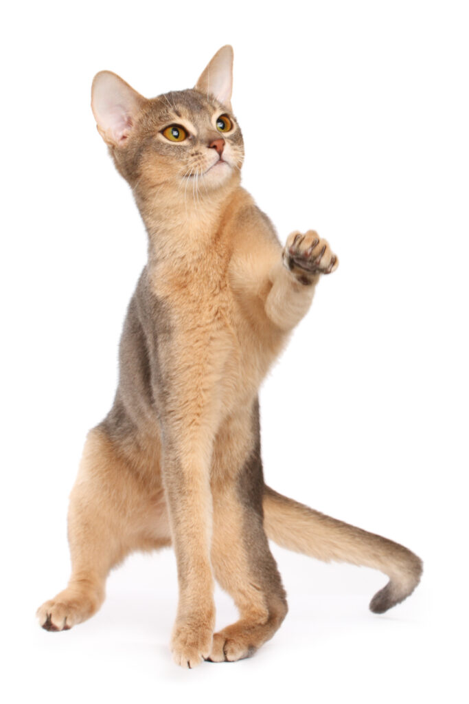 depositphotos 1228921 xl pamlsky kocka