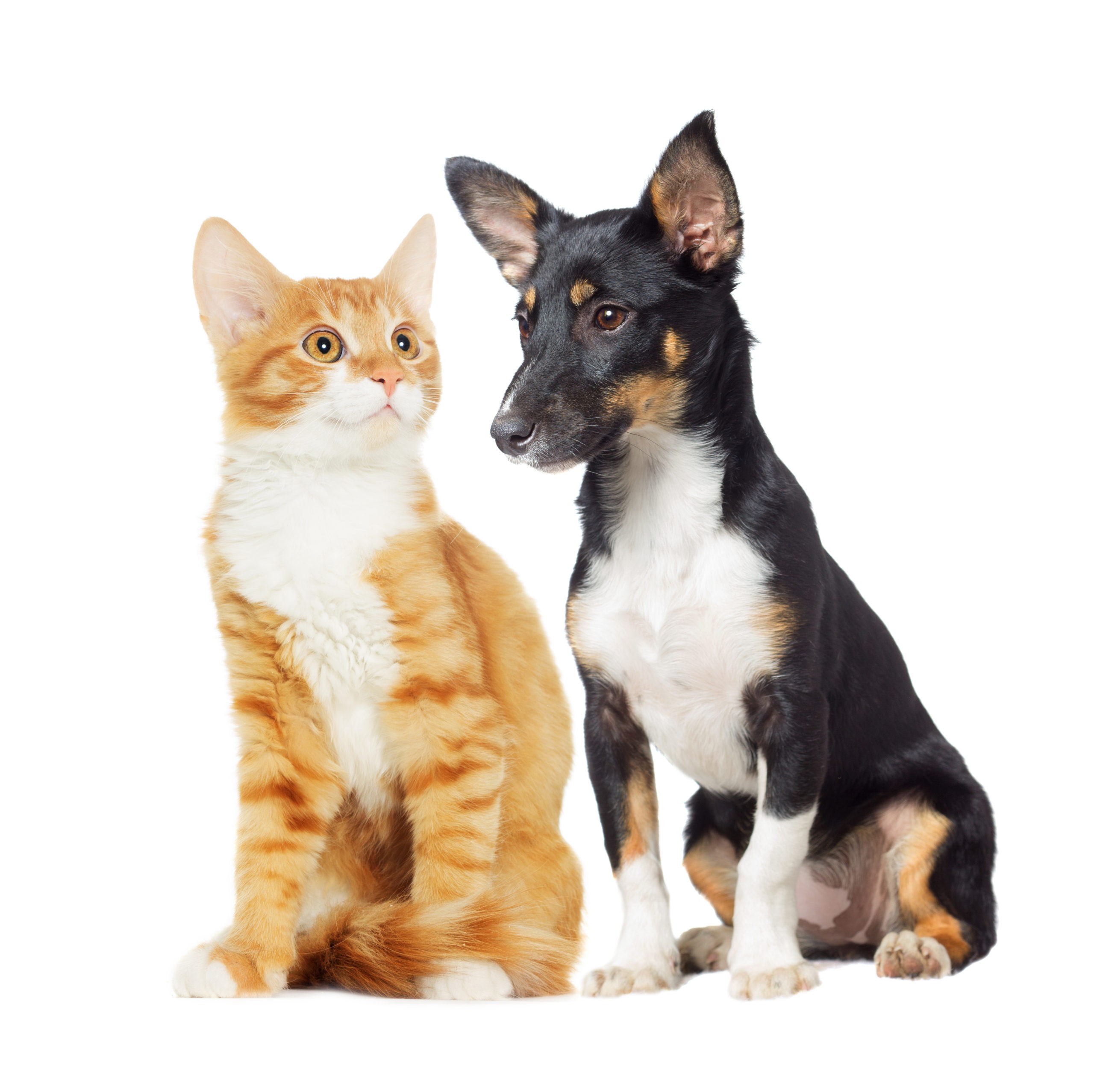 depositphotos 86773124 xl knihovna tabulky scaled