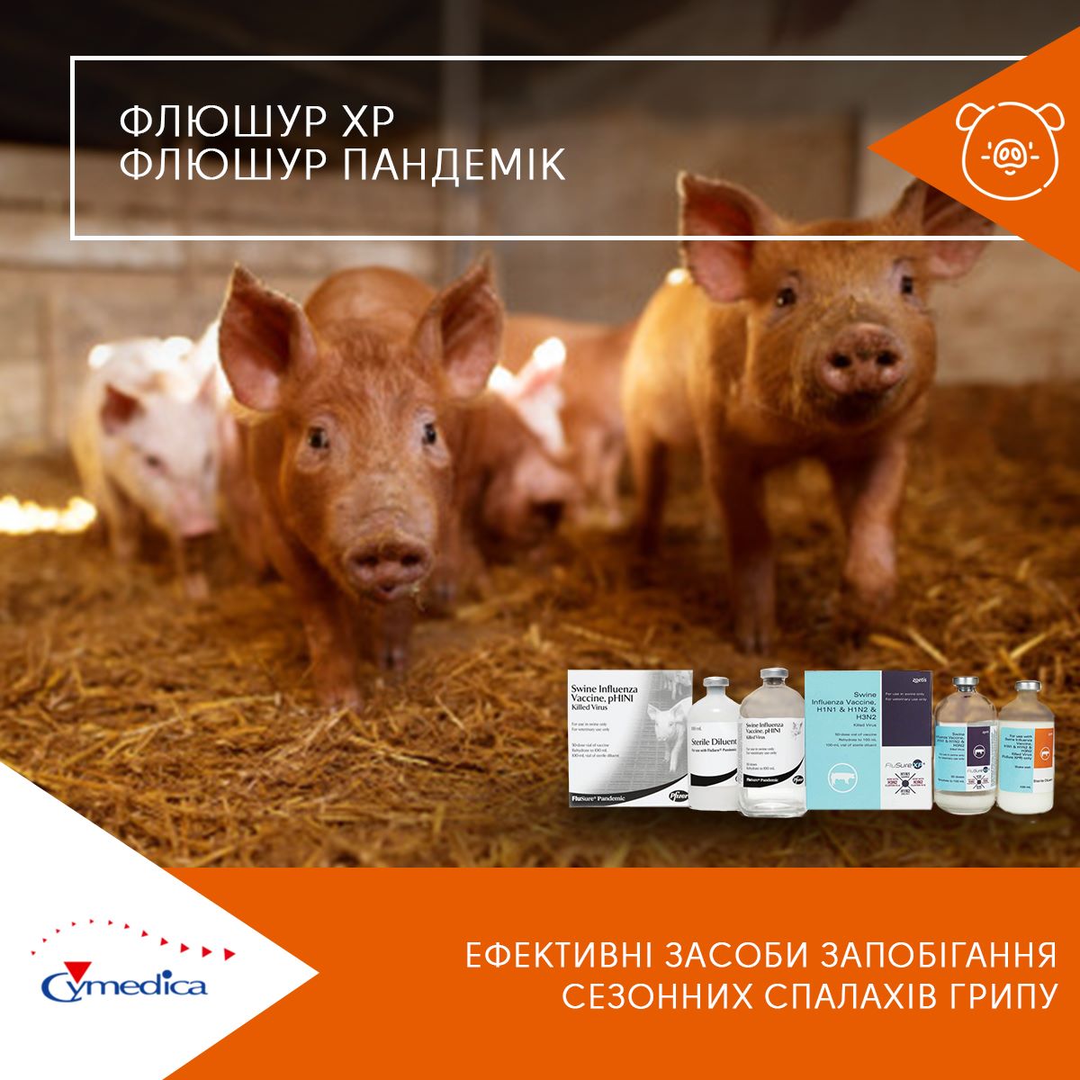 Флюшур при респіраторних захворюваннях у свиней