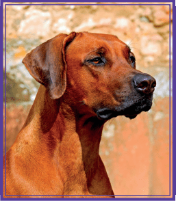 pes rolity u psu a kocek