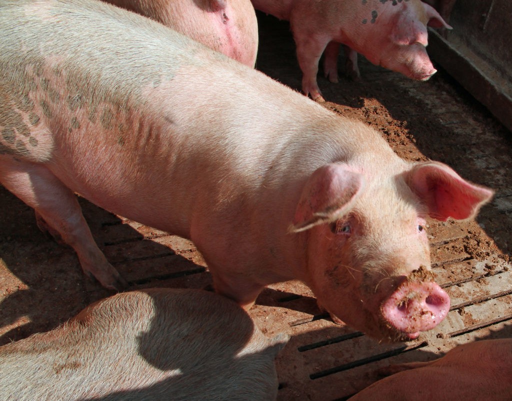 Jak zvl&aacute;dat respiračn&iacute; onemocněn&iacute; hospod&aacute;řsk&yacute;ch zv&iacute;řat