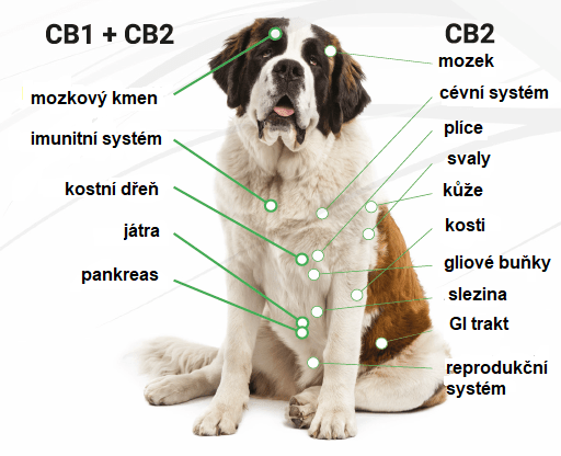 pripravky s cbd pro psy a kocky