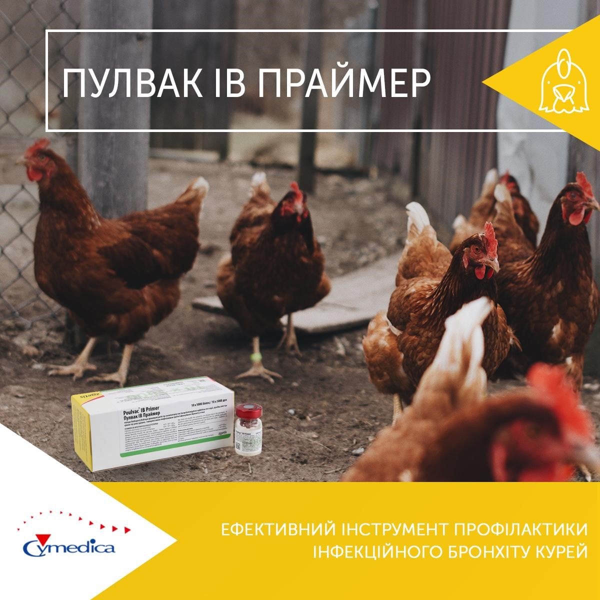Лікування інфекційного бронхиту у курей – Пулвак IB Праймер