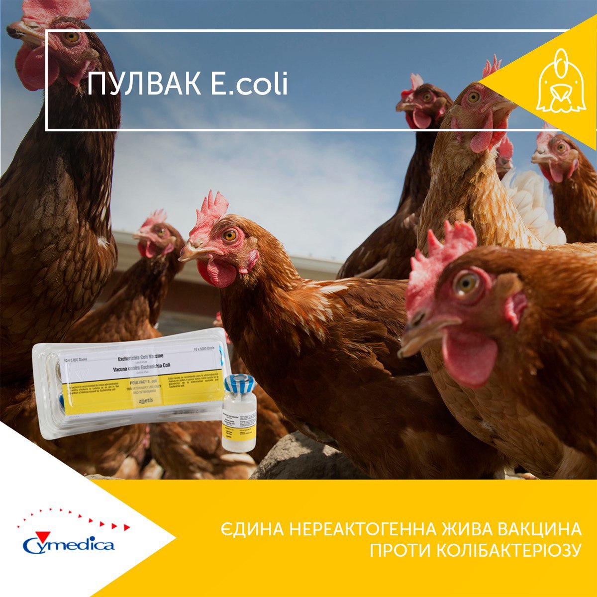 Пулвак E.coli – для захисту курчат