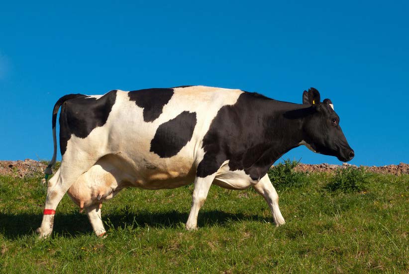 Selektivní zaprahování dojnic