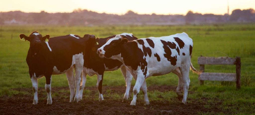 Selektivní zaprahování dojnic