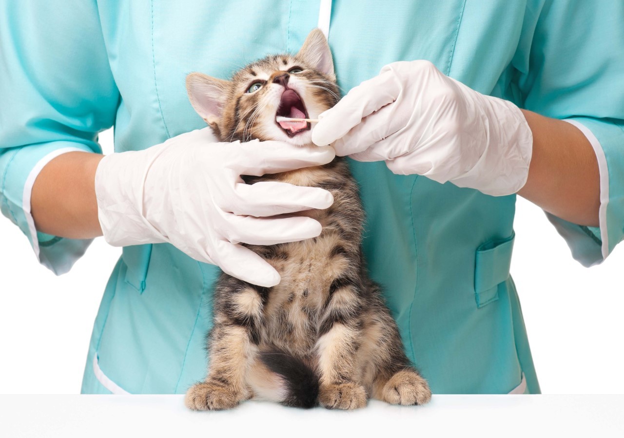 PERIODONTÁLNÍ ONEMOCNĚNÍ KOČEK: ETIOLOGIE A ZÁKLADNÍ HODNOCENÍ