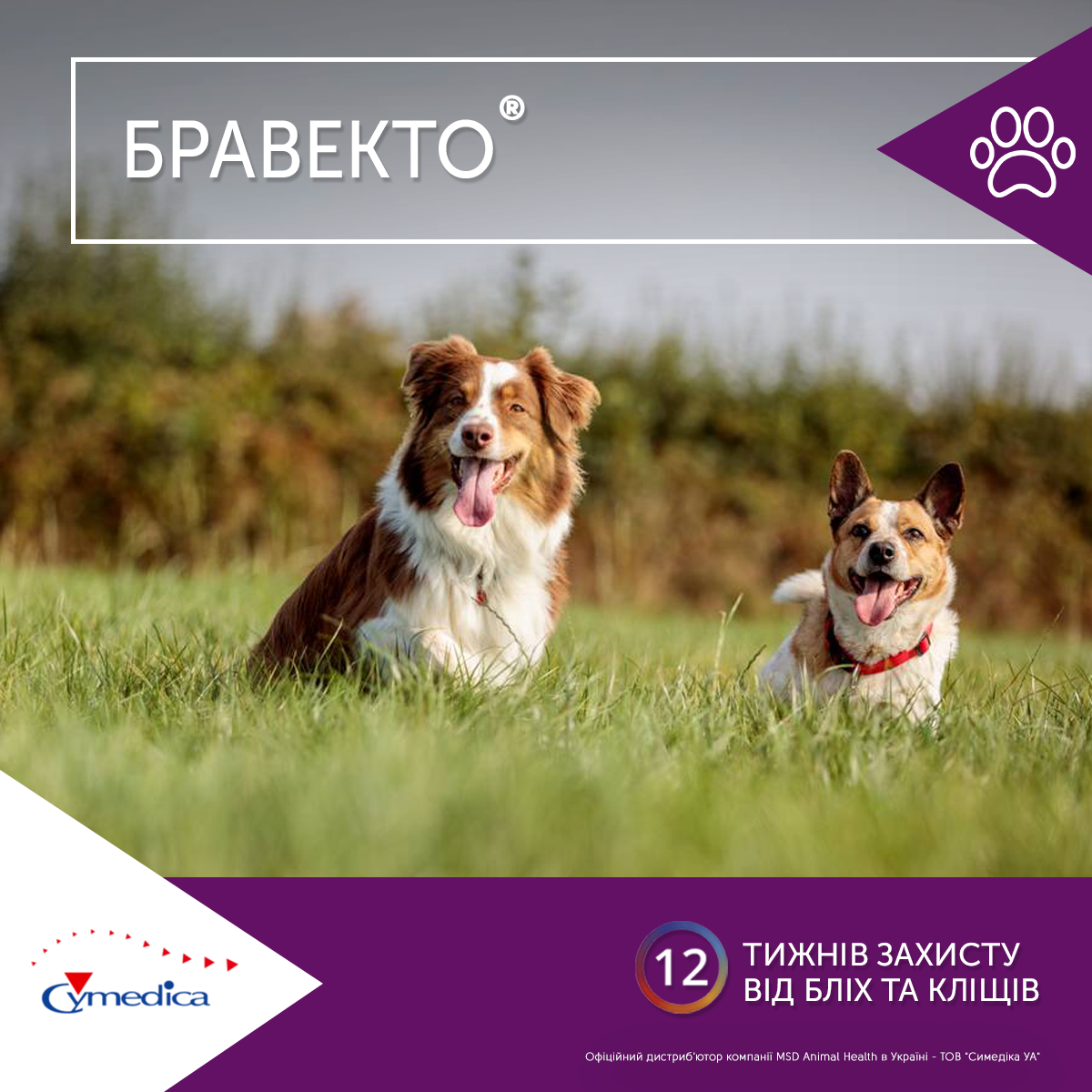 Бравекто® – найкращий помічник у захисті Вашого улюбленця від бліх та кліщів!⠀