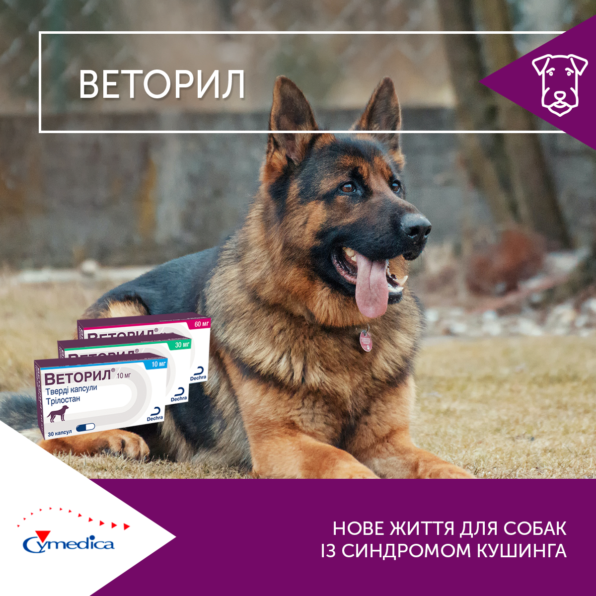 Нове життя собак із синдромом Кушинга