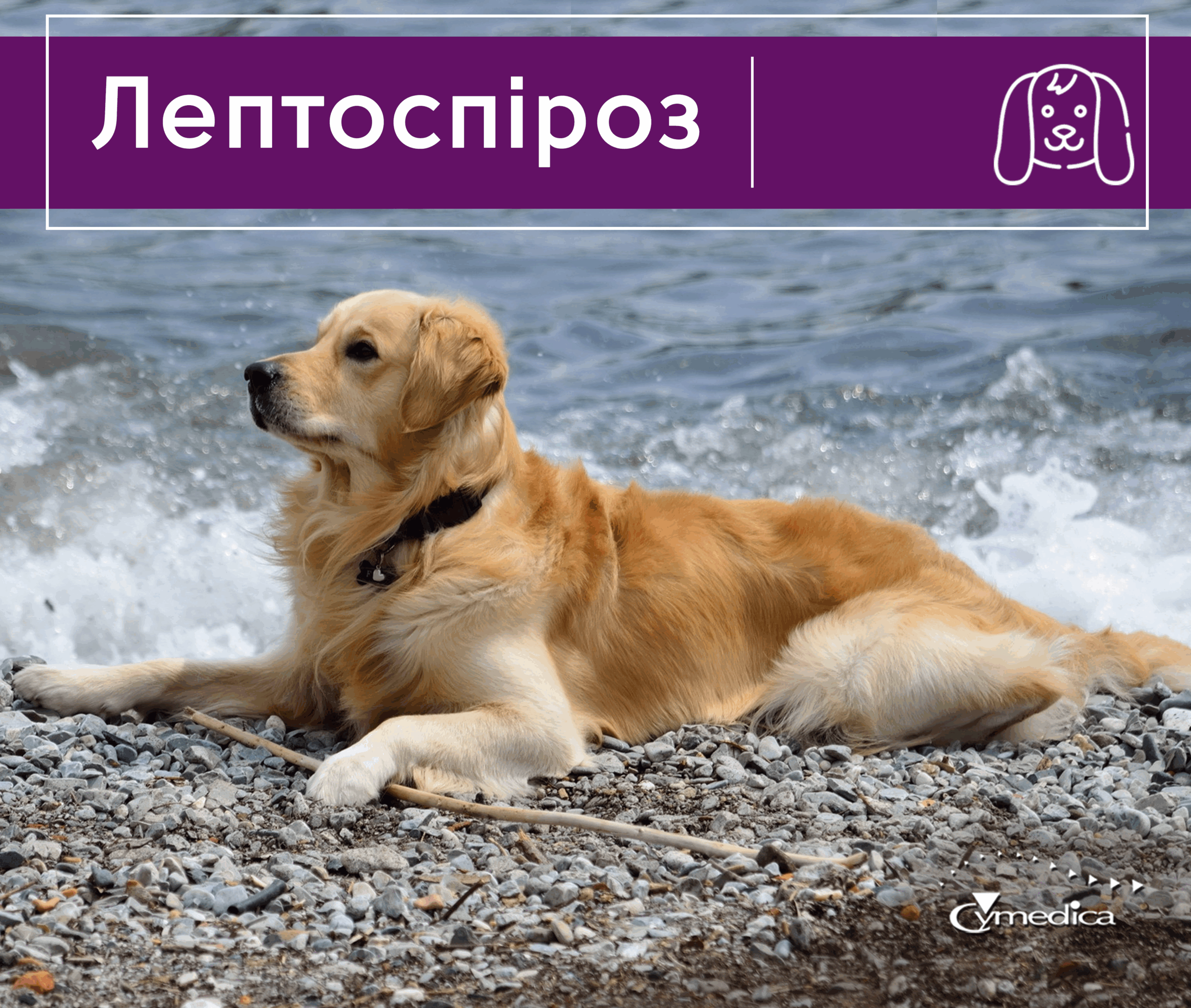 Лептоспіроз