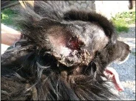 belgicky ovciak nador ucha po 16. dnoch po pouzivani pripravku skinmedC2AE super 1