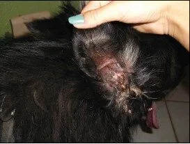 Belgický ovčiak - nádor ucha
po 2 mesiacoch po používaní
prípravku SkinMed® Super