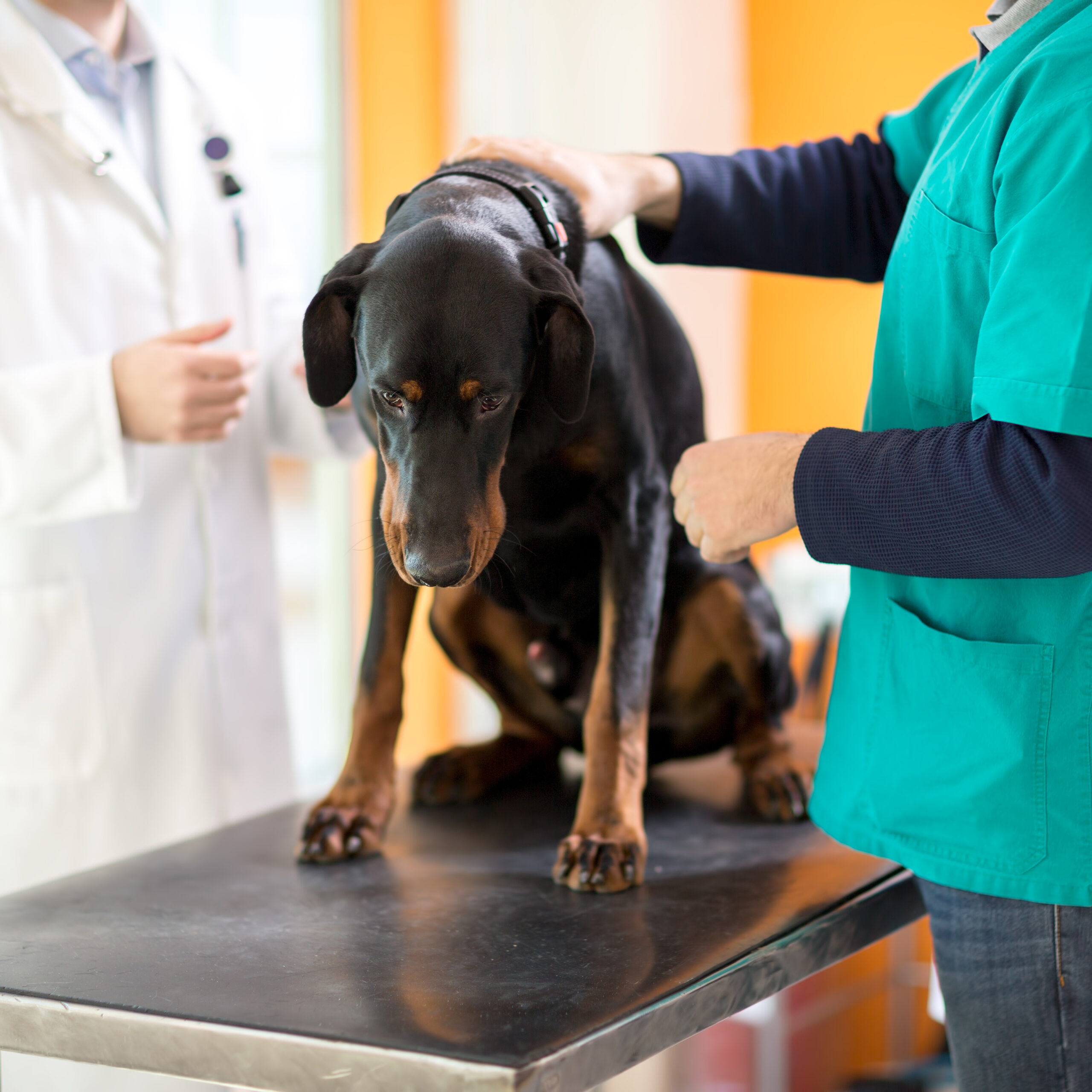 NOVÉ LÉČEBNÉ PŘÍSTUPY VE VETERINÁRNÍ LÉČBĚ RAKOVINY