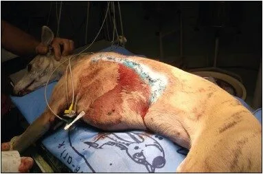 super whippet 2 fotka po suture rany a osetreni pripravkem skinmedC2AE super