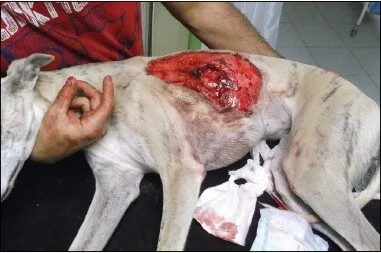 whippet 1 fotka pri prichodu a po toalete rany pripravkem skinmedC2AE