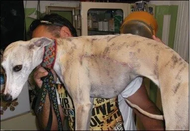 whippet 3 fotka po 12 dnech a po osetreni sutury pripravkem skinmedC2AE super