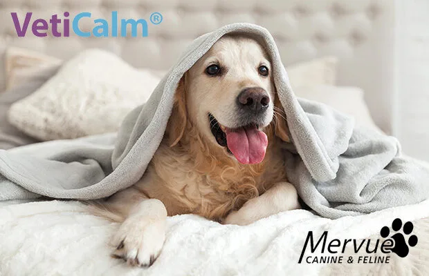 veticalm blog článek