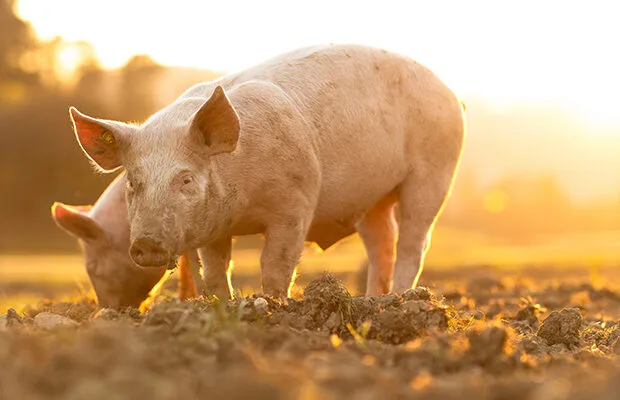 prasata blog clanek cymedica