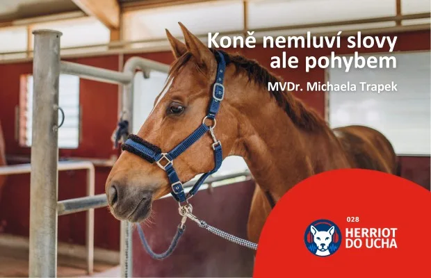 Podcast Herriot do ucha #28 – Vše o fyzioterapii koní – MVDr. Michaela Trapek