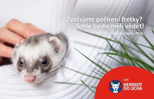 Poslechněte si #29 díl podcastu Herriot do ucha na téma „Fretka- malá šelma s velkou osobností”